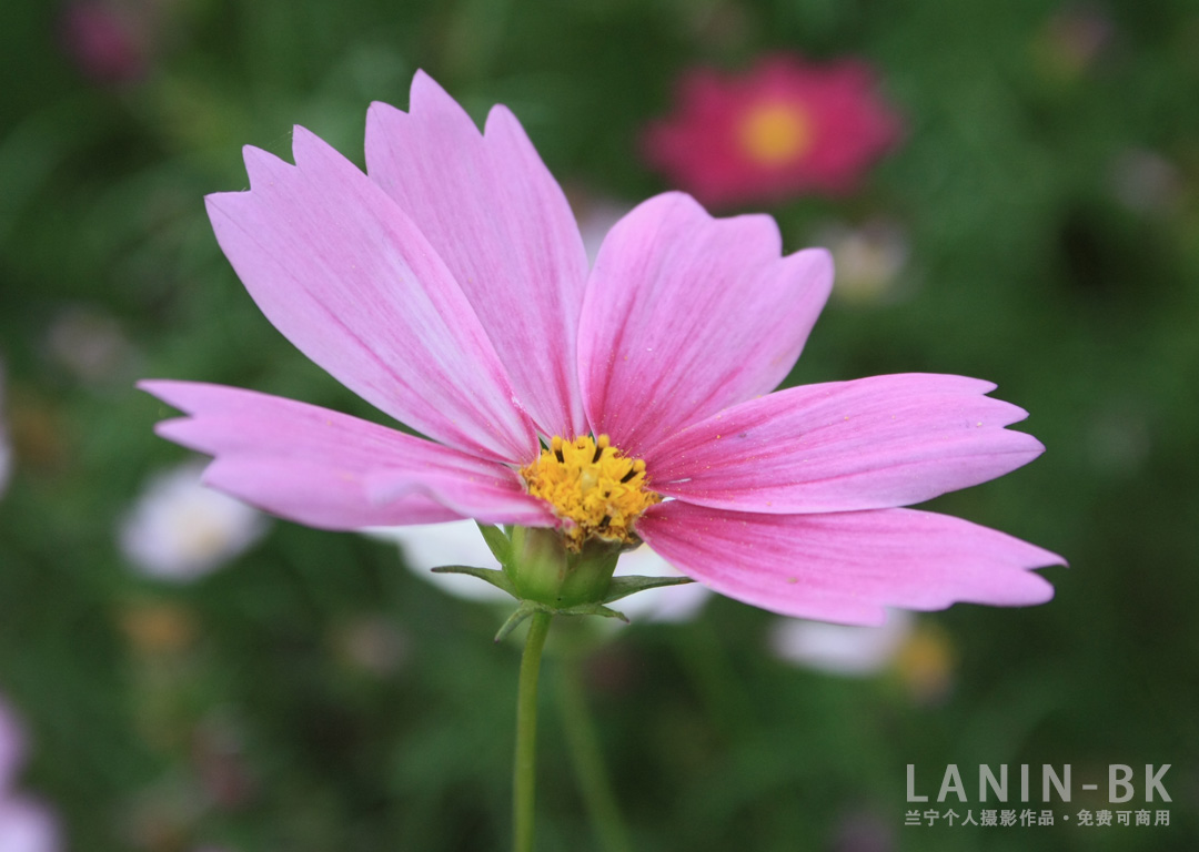 本人摄影作品静态花卉，免费下载可商用-趣玩吧-LANIN·BK 兰宁博客